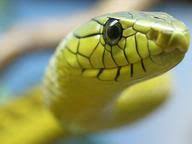 For decades, the united states and the soviet union engaged in a fierce competition for superiority in space. Reptiles And Amphibians Trivia Quizzes Animal Trivia