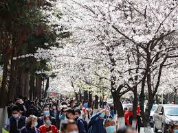 For residents of san francisco, tree care is only a few clicks away! Cherry Blossom Viewing Goes On Despite Coronavirus Fears Lifestyle Photos Gulf News