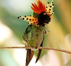 Desktop Birds Of Paradise Wallpaper Bird Of Paradise Desktop Nexus Wallpapers Beautiful Birds Birds Pretty Birds