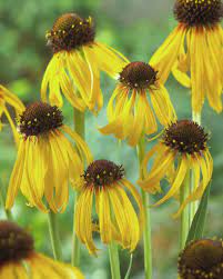 Coneflower Yellow Mellow Echinacea Amazing Gardens Black Eyed Susan