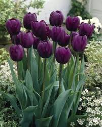 Tulip Recreado Planting Tulips Purple Tulips Tulips Flowers