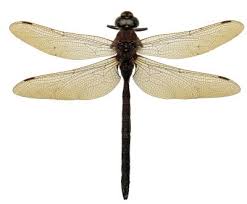 Water Boatmen And Backswimmers Rerun – Field Station