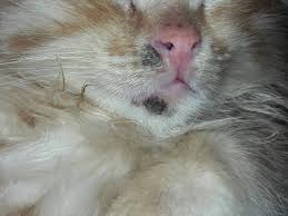 The acne is usually on the chin or lip. Black Dark Spot On Kitten Face Pets Stack Exchange