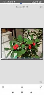 Apk file snapseed 2.19.1.303051424 compatible with android 5.1. Snapseed V2 19 1 303051424 Apk Descargar Para Android Appsgag