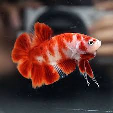 Super Red Koi Blue Eyes Halfmoon Plakat Hmpk Betta Fish Tank Betta Betta Fish