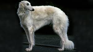 For centuries the borzoi could not be purchased but only given as gift from the tsar. The Greyhound Like Borzoi Can Take Down A Wolf What Can Your Dog Do Howstuffworks