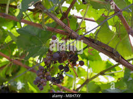 Image result for peronospora grapevine