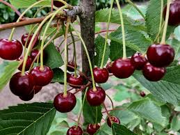 Filmdaten deutscher titel kirschen in nachbars garten produktionsland deutschland. Die Kirschen In Nachbars Garten Foto Bild Monatswettbewerbe Natur 07 Kirschenzeit 2018 Bilder Auf Fotocommunity