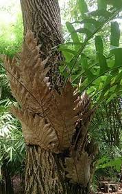 The specific epithet clivicola is derived however, in malaysia, you will usually see the local one being sold at nurseries or plant shows. Pin On Staghorn Elkhorn Moosehorn