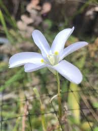Image result for Moraea natalensis