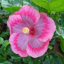 Hibiscus Vero S Gift Hibiscus Love Flowers Flowers