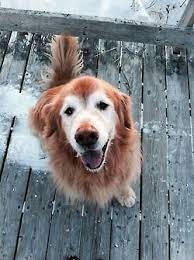 Common ailments in older golden retrievers. Golden Retriever Love The White Face Most Beautiful Dog Breeds Golden Retriever Old Dogs