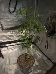 GRMO-096 unrestrained hottest gay lust ignites