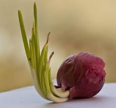 Like sprouted garlic, sprouted onions don't produce any. Growing Onion Bottoms Fun Recycling Garden Project