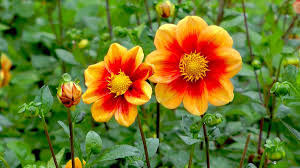 Sobald keine nachtfroumlste mehr zu erwarten sind koumlnnen sie dahlien pflanzen. Dahlie Dahlia Im Pflanzenlexikon Gartennatur Com