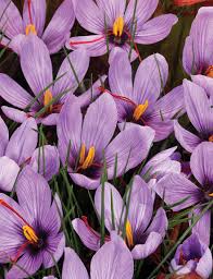Saffron Crocus Tesselaar Saffron Crocus Saffron Flower Crocus Flower