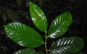 Image result for Magnistipula