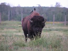 Check spelling or type a new query. Datei Elk Island National Park Jpg Wikipedia