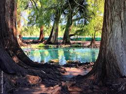 It allow change of map scale; Ahuehuete Arbol Nacional De Mexico