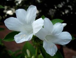 Image result for Barleria whytei