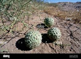 Image result for Acanthosicyos