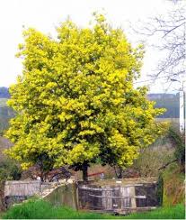 Prickly moses has sharp phyllodes that form around its stems in whorls. Acacia Tree My Garden Guide