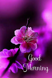 Good Morning Love In 2020 Good Morning Flowers Good Morning Happy Sunday Good Night Flowers