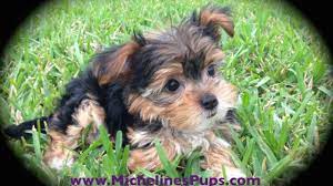 Non shedding and great for allergy sufferers. Morkie Or Maltese Yorkie Mix Puppies For Sale In Florida Missy Micheline S Pups