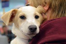 If you comment a pet that your selling you will get a warning first then will be removed the second time. Allen County Spca Offers Free Pet Adoptions On Black Friday Wowo 1190 Am 107 5 Fm