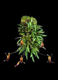 Image result for Triceratella