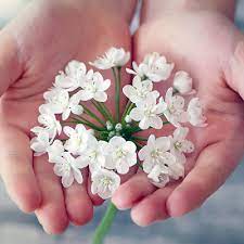 Check spelling or type a new query. Obituaries In Dauphin Manitoba Home Facebook