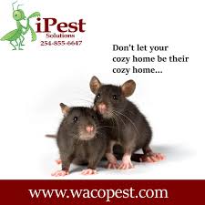 See more of brown termite & pest control inc on facebook. Lorena Pest Control Waco Pest Control Waco Exterminator Termite Control Ipest Solutions