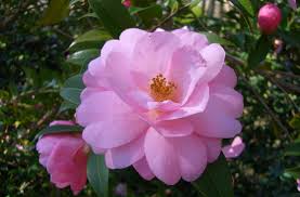 Camellia Taylor S Perfection Perfect Pink Perfect Pink Flowers Rose