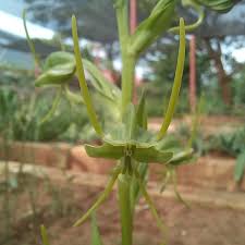 Image result for Rytigynia orbicularis