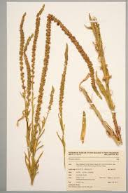 Image result for Resedaceae