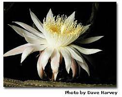 Night blooming orchid cactus (fragrant). Night Blooming Cereus Cactus Queen Of The Night Desertusa