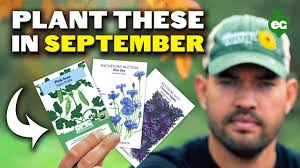 11 Seeds to Start in September for a Fall and Winter Harvest