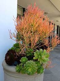 The 2007 freeze or maybe gophers or both killed it at 6' and wide. Pin On Succulent Succulence In Containers