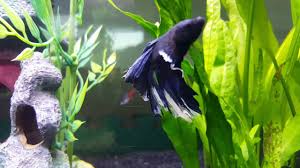 The ember tetra (hyphessobrycon amandae) is a freshwater fish of the characin family (family characidae) of order characiformes. Great Betta Fish Tank Mates Lovetoknow