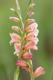 Image result for Gladiolus crassifolius
