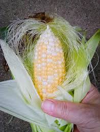 How To Freeze Corn Fresh From The Cob Soupaddict