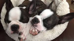 These puppies will come with: The Joy Of Boston Terrier Puppies Letters Orlando Sentinel