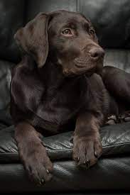 4 Month Old Chocolate Lab Lab Puppies Labrador Puppy Labrador Retriever