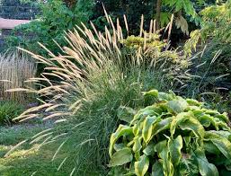 Image result for Macrotyloma africanum