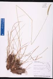 Image result for Ctenium