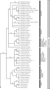 Image result for Dichilus bainesii