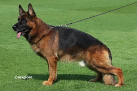 Black german shepherd puppies $0. Vom Issam Haus German Shepherd Breeder Purebred German Shepherd Puppies For Sale
