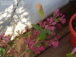 Image result for Cestrum × cultum