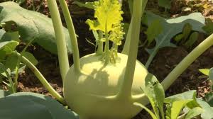 Reussir La Culture Du Chou Rave Conseils Potager Chou Rave Jardinage Deco