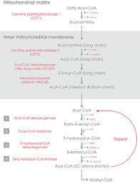 Beta Oxidation Of Fatty Acids Simplified Epomedicine